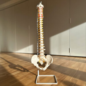 Ryggrad med bäcken 76 cm